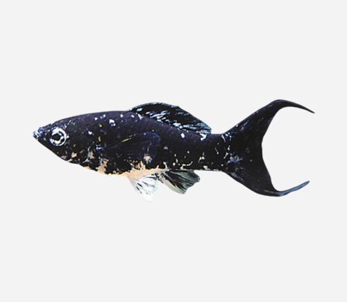 Molly Lira  Mármol 💎HQF💎