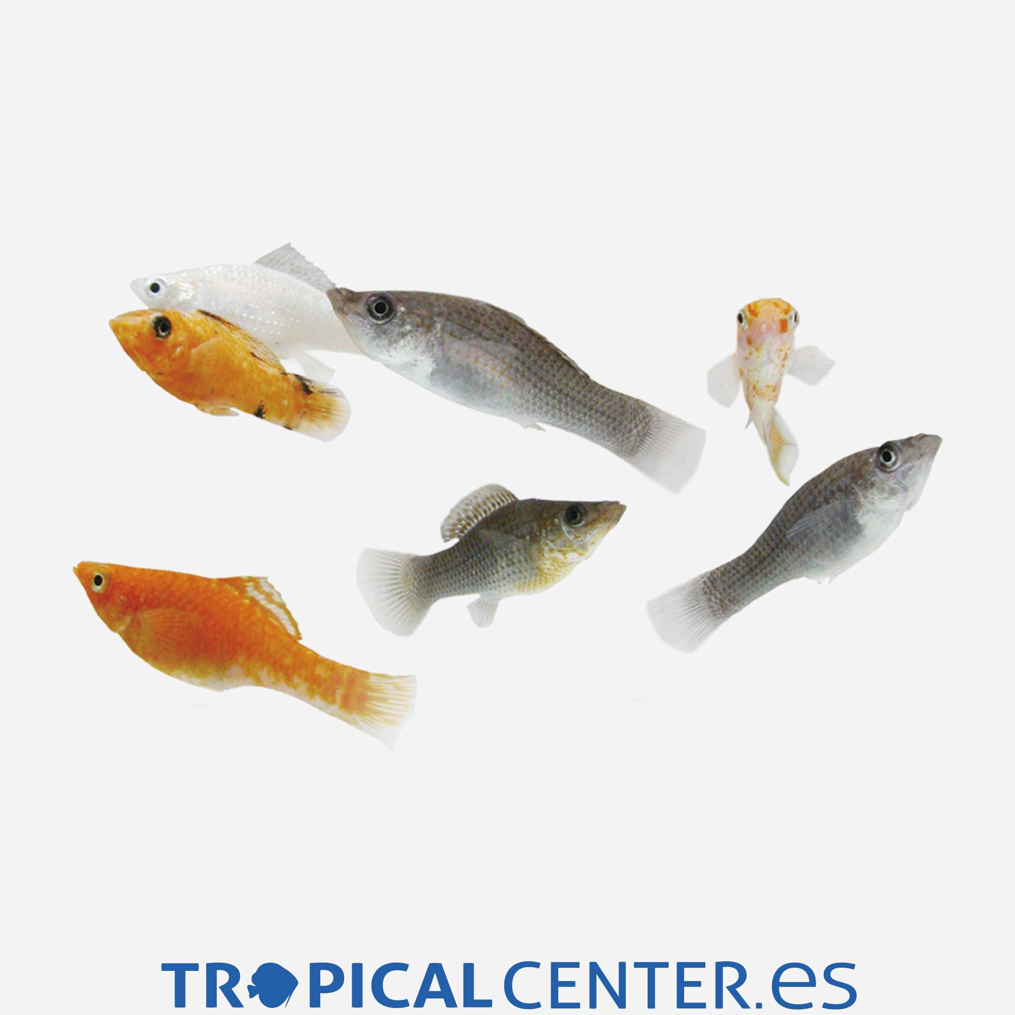 mo70-2-molly-surtido_general_3835.jpg mo70-2-molly-surtido_general_3835.jpg