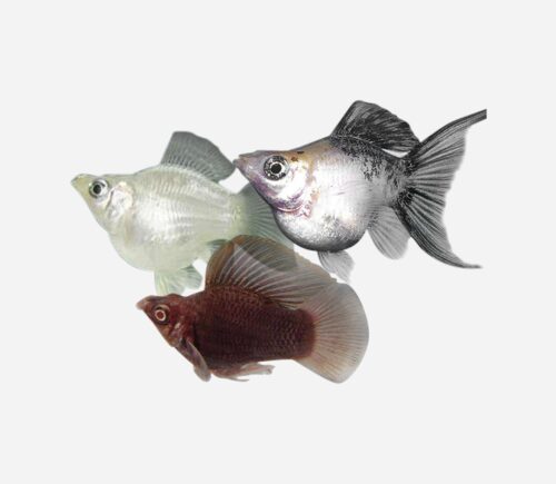 Molly Balón Lira Surtida