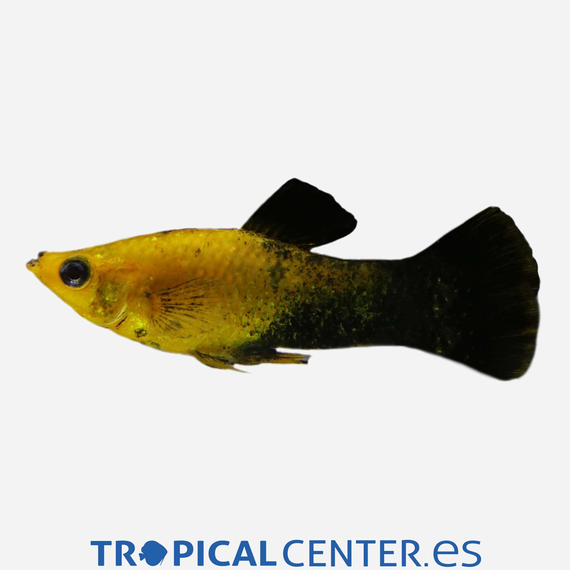 mo99-1-molly-oro-negro_general_4703.jpg mo99-1-molly-oro-negro_general_4703.jpg