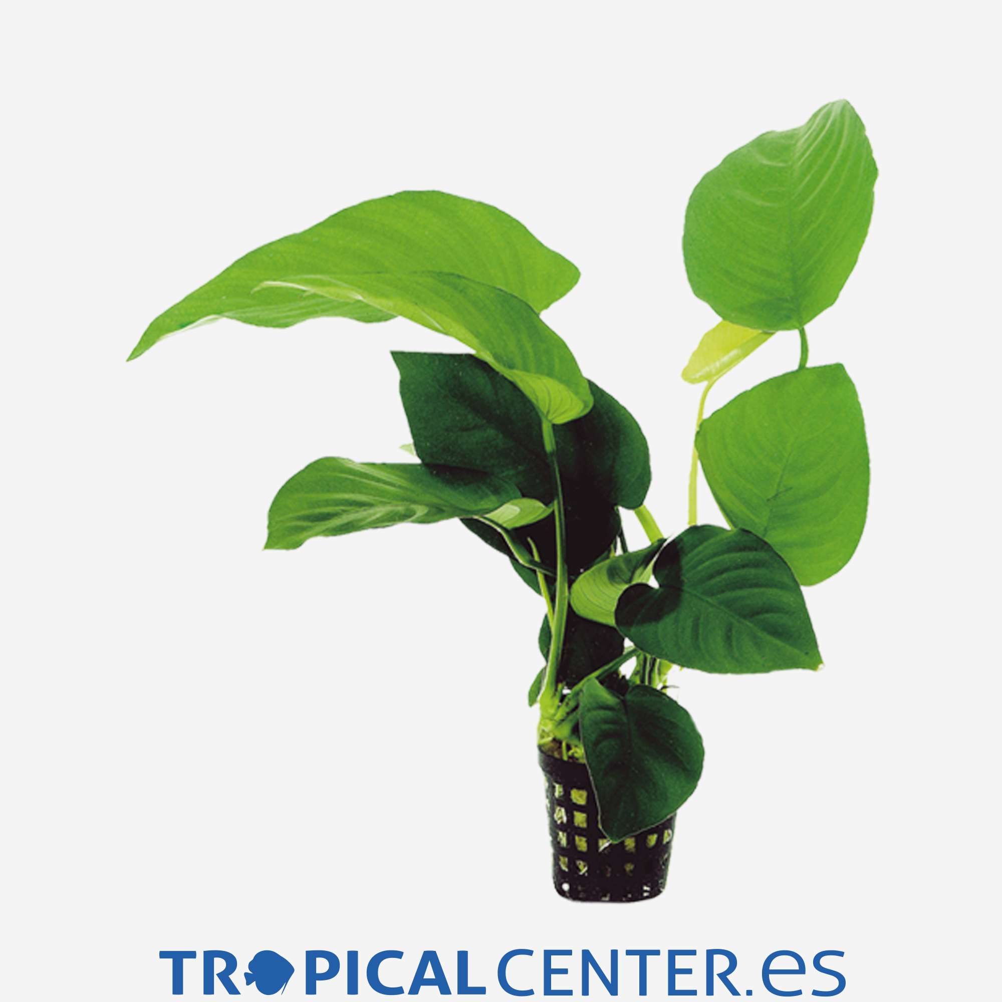 p007-anubias-barteri-hoja-ancha_general_4026.jpg p007-anubias-barteri-hoja-ancha_general_4026.jpg