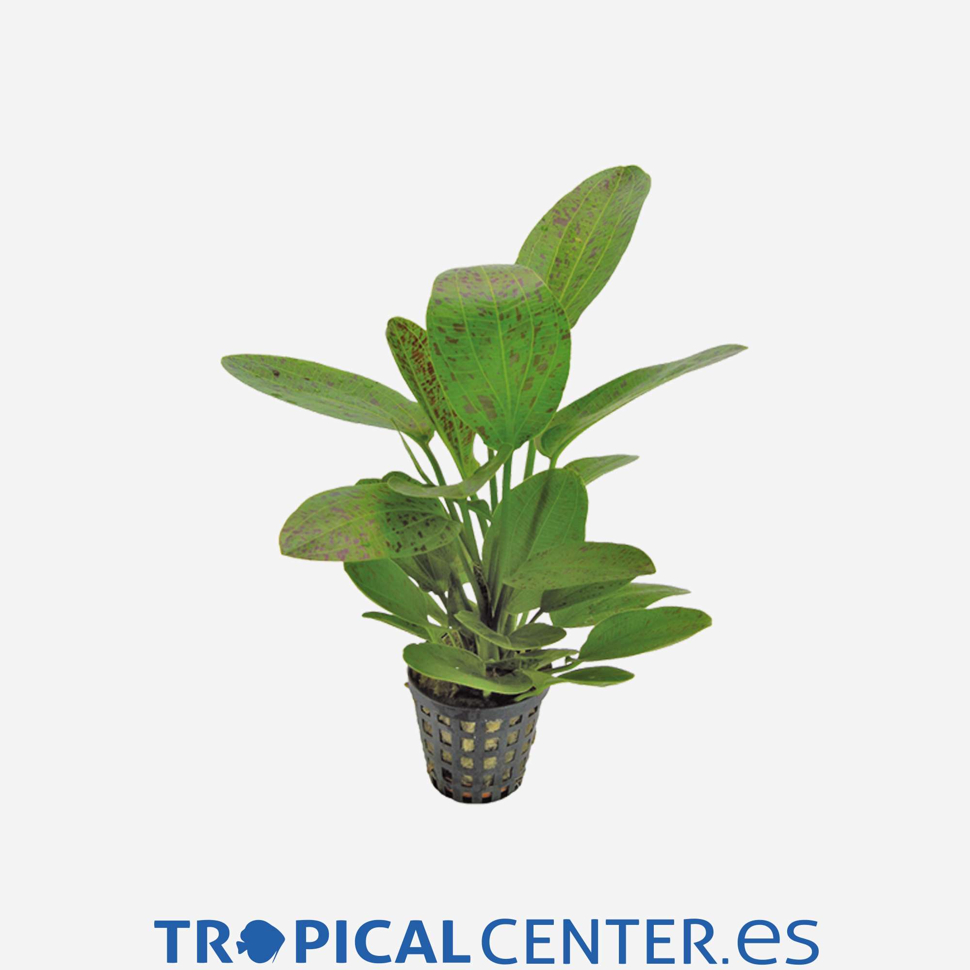 p070-echinodorus-ozelot-verde_general_4040.jpg p070-echinodorus-ozelot-verde_general_4040.jpg