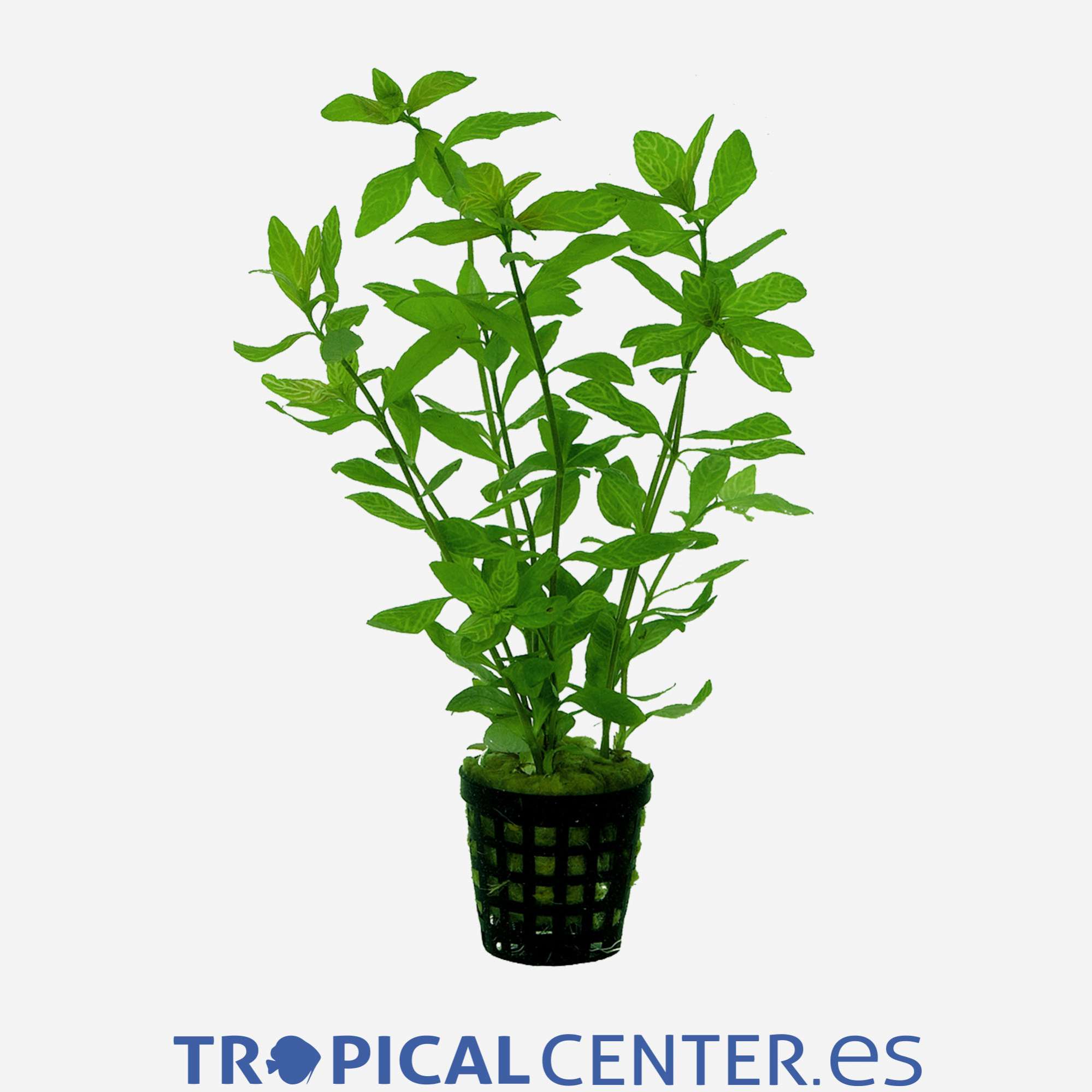 p100-hygrophila-rosae-australis_general_2705.jpg p100-hygrophila-rosae-australis_general_2705.jpg