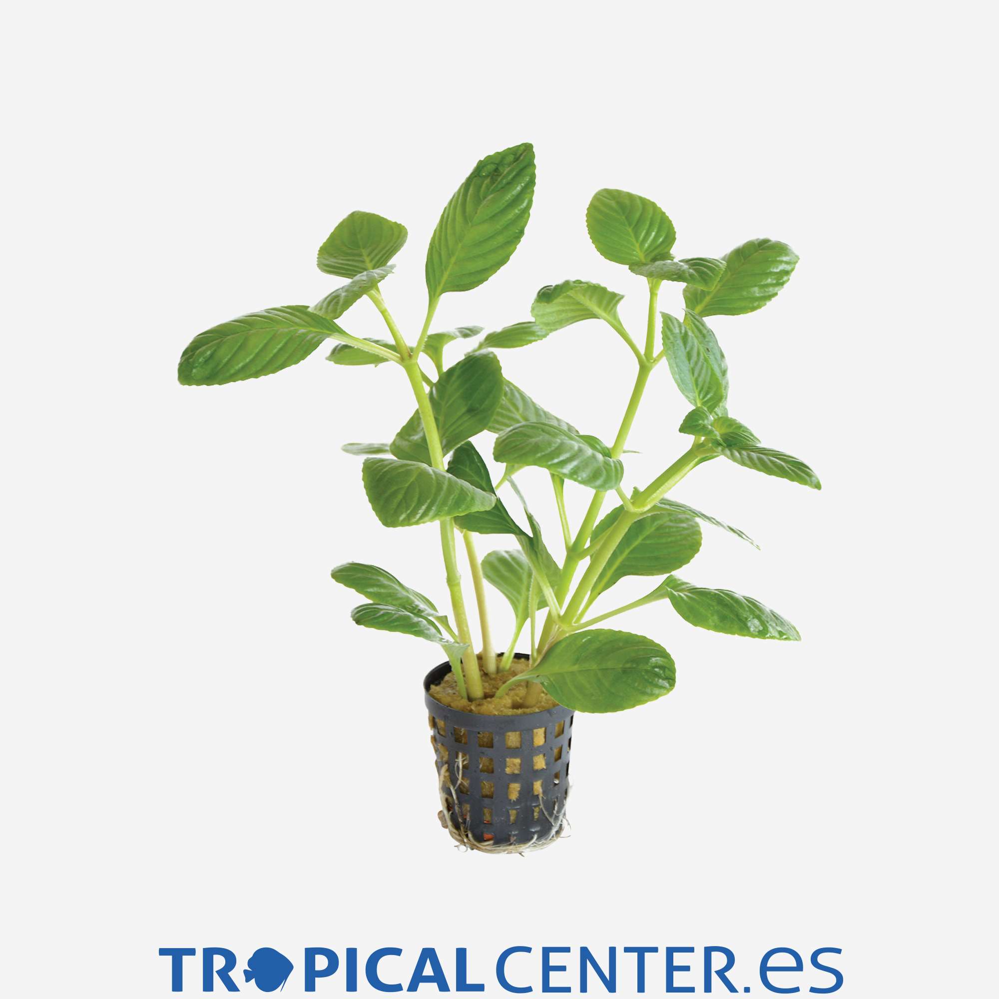 p171-limnophila-rugosa_general_4055.jpg p171-limnophila-rugosa_general_4055.jpg