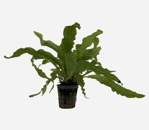 Microsorum pteropus Verde