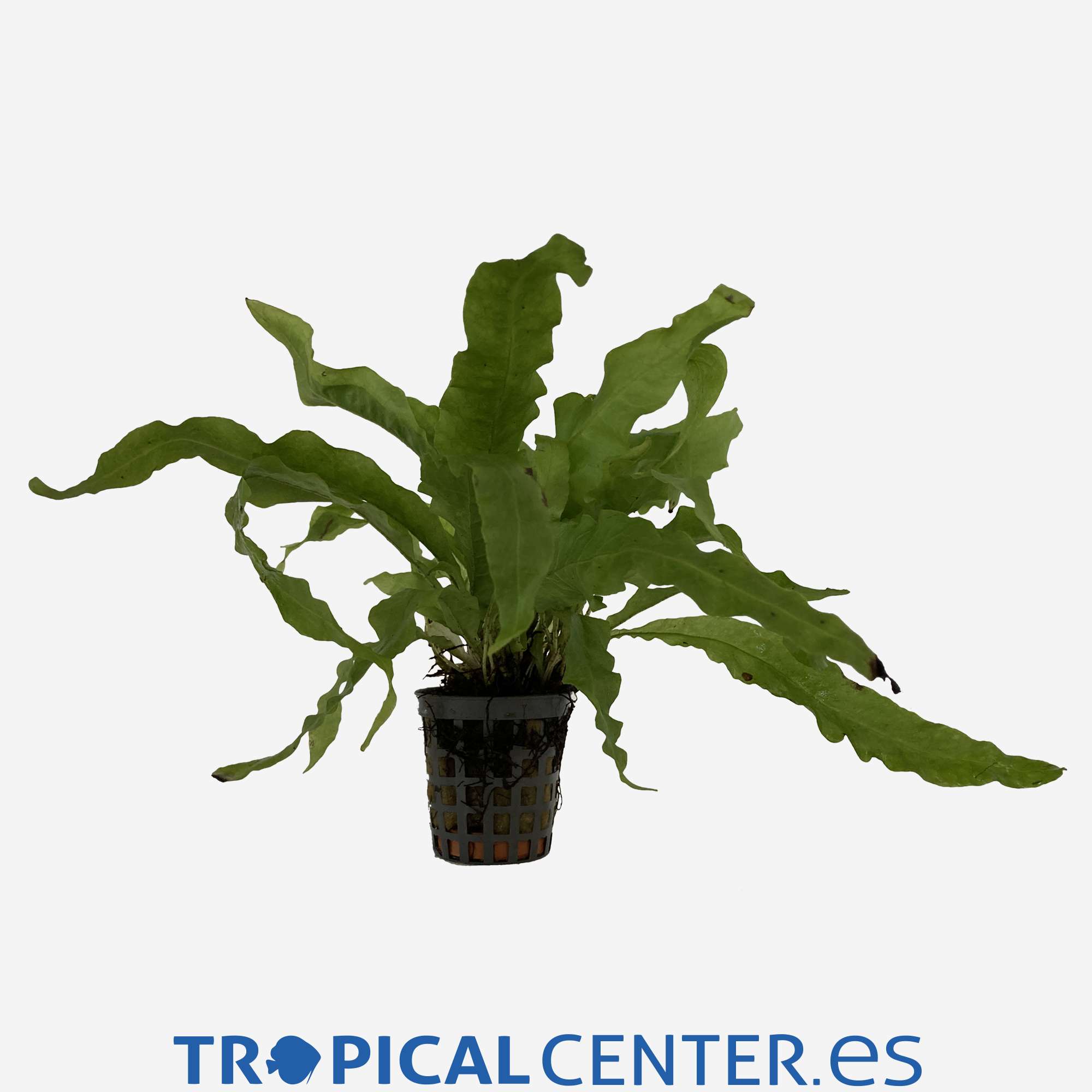 p174-microsorum-pteropus-verde_general_4828.jpg p174-microsorum-pteropus-verde_general_4828.jpg