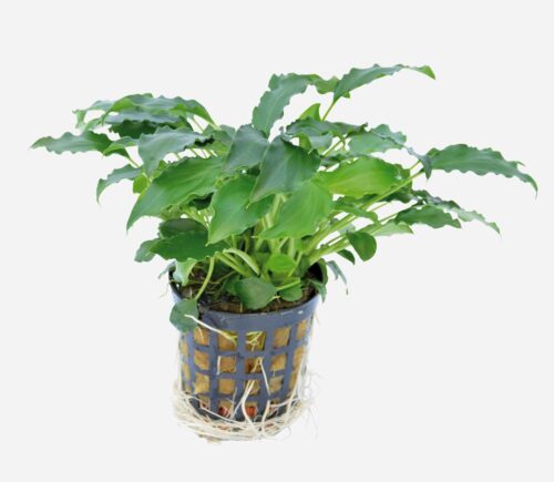 Schismatoglottis prietoi