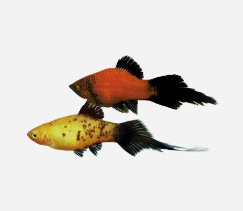 Platy Cola de pincel Surtido