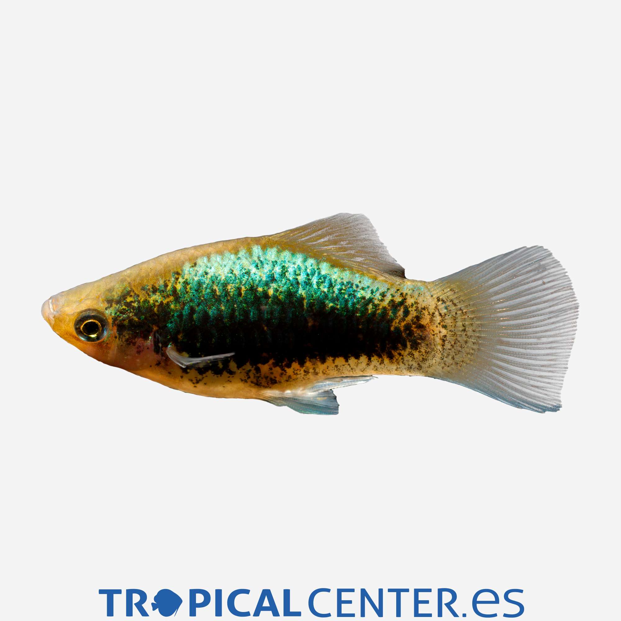 pl121-2-platy-negro-metalico_general_5042.jpg