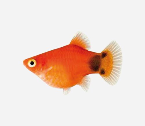 Platy Coral rojo Mickey 💎HQF💎