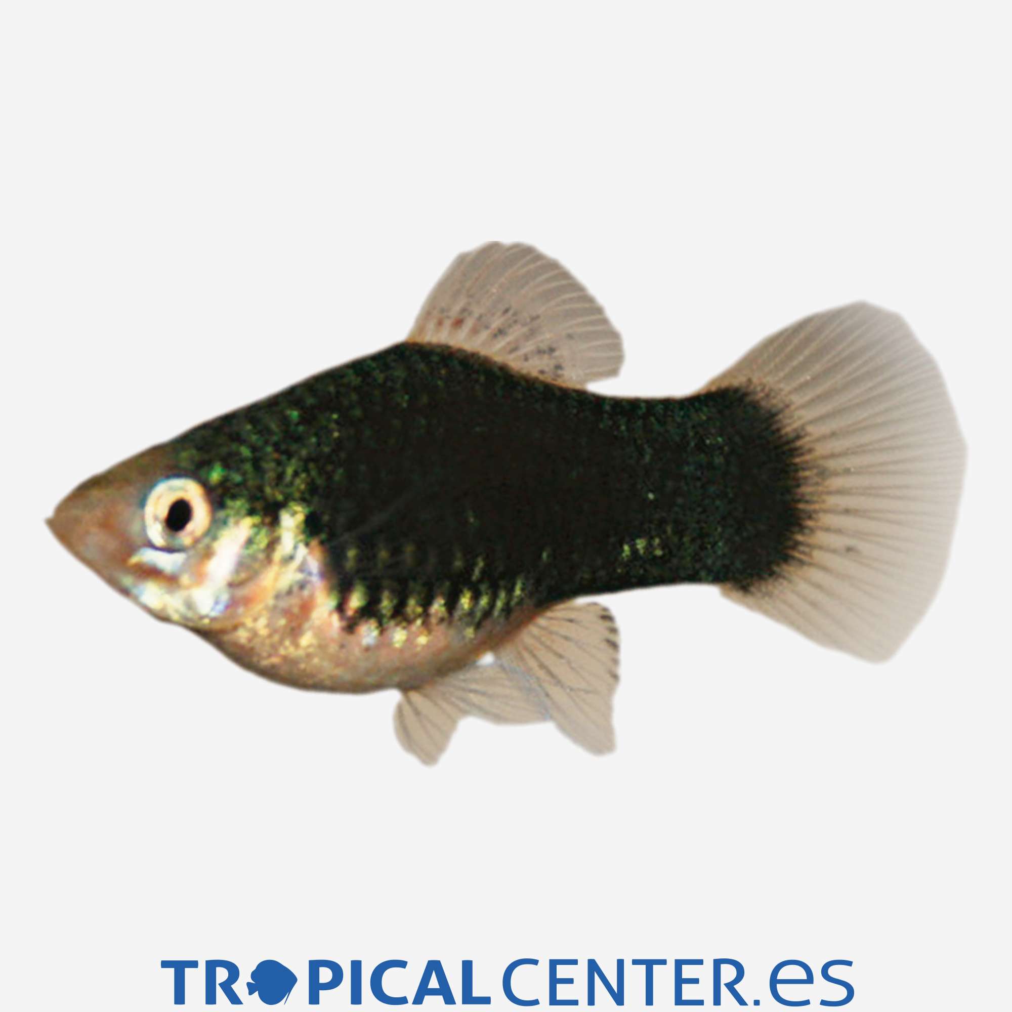 pl31-2-platy-negro_general_3903.jpg pl31-2-platy-negro_general_3903.jpg