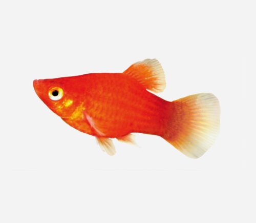 Platy Rojo