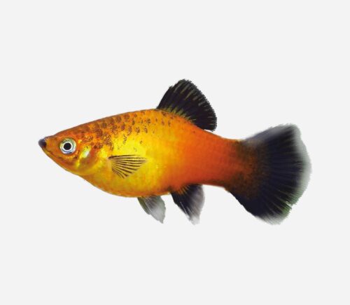 Platy Amanecer wagtail