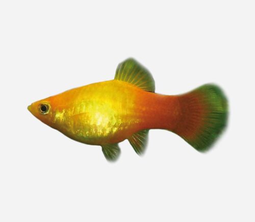 Platy variatus  Amanecer