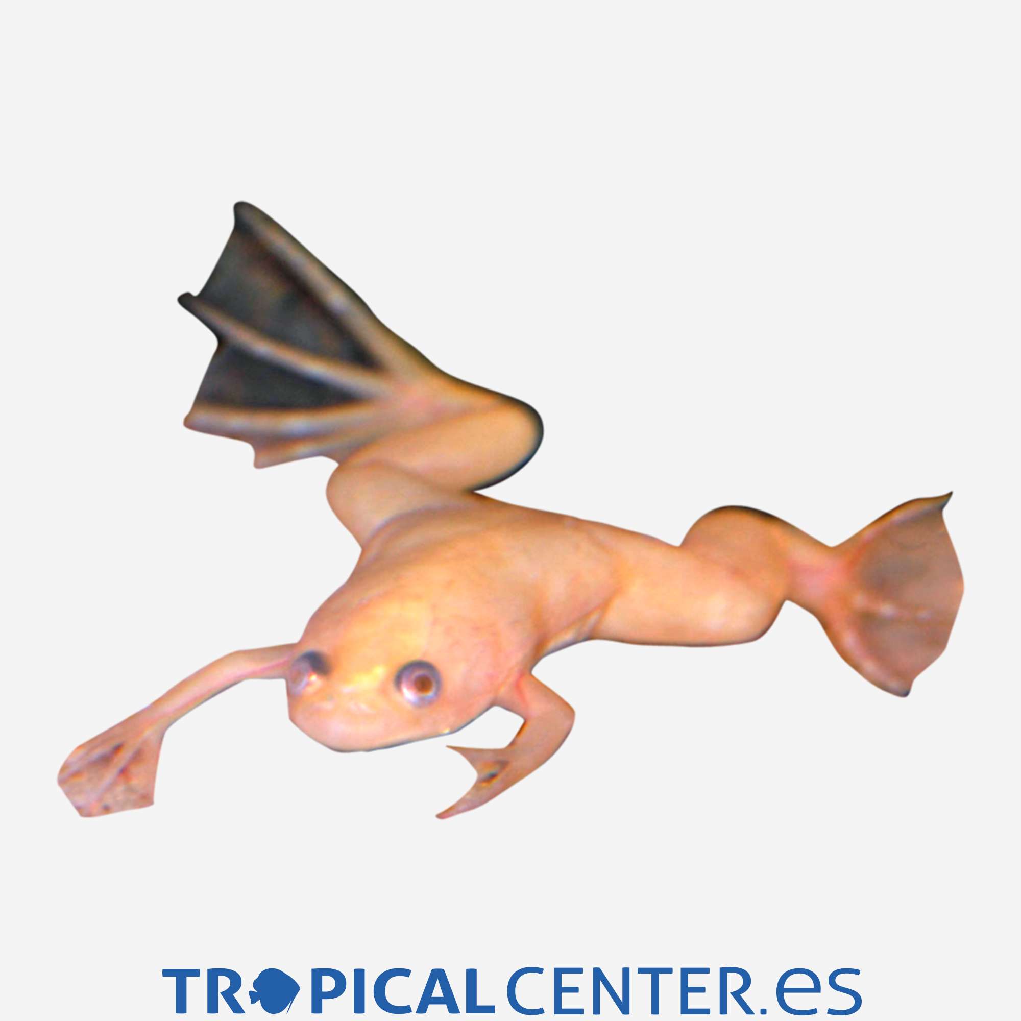 raf2-hymenochirus-boettgeri-oro_general_5508.jpg raf2-hymenochirus-boettgeri-oro_general_5508.jpg