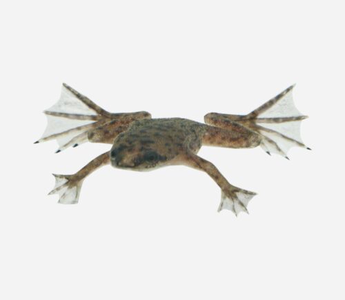 Hymenochirus boettgeri 💎HQF💎