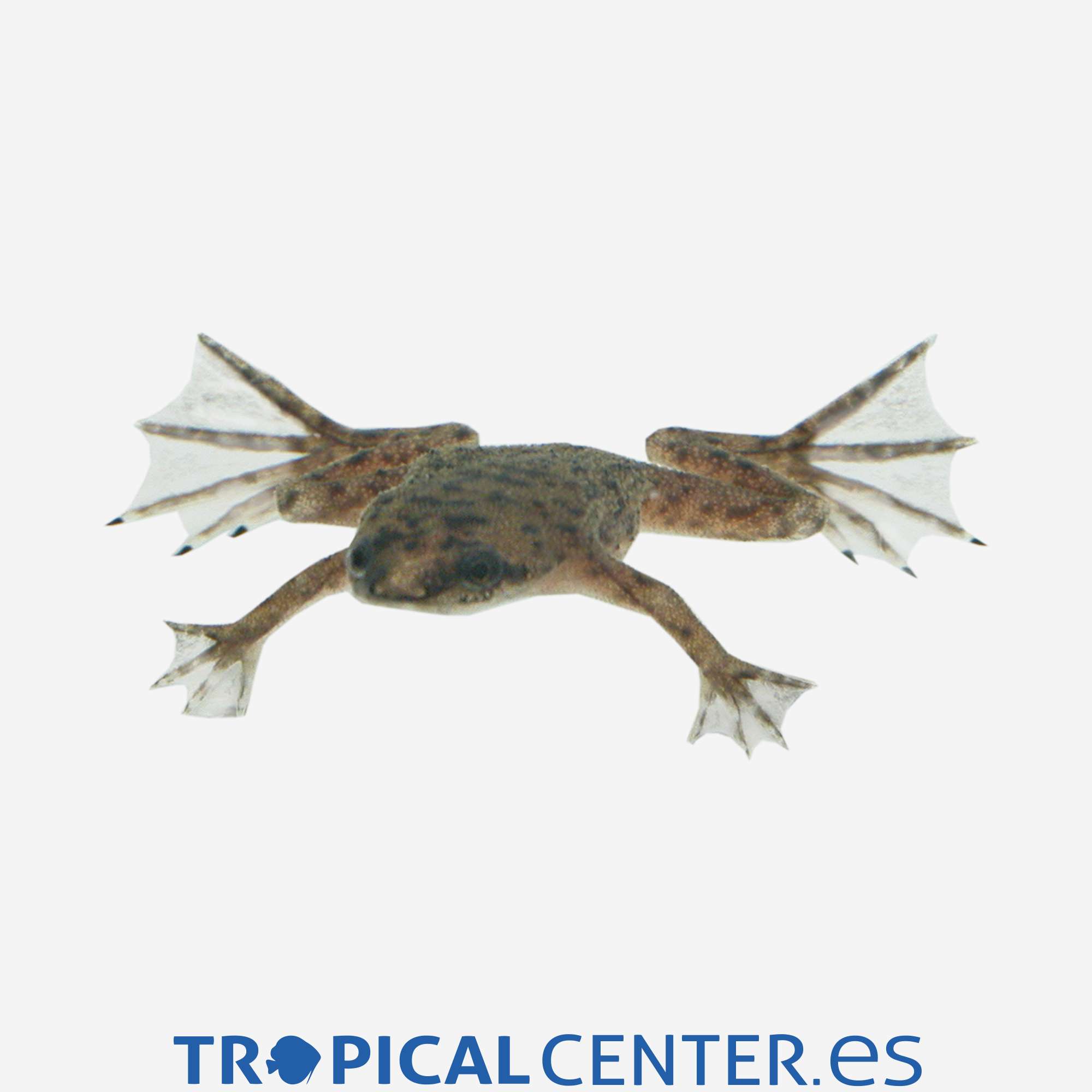 raf6-02-hymenochirus-boettgeri-hqf_general_3935.jpg raf6-02-hymenochirus-boettgeri-hqf_general_3935.jpg