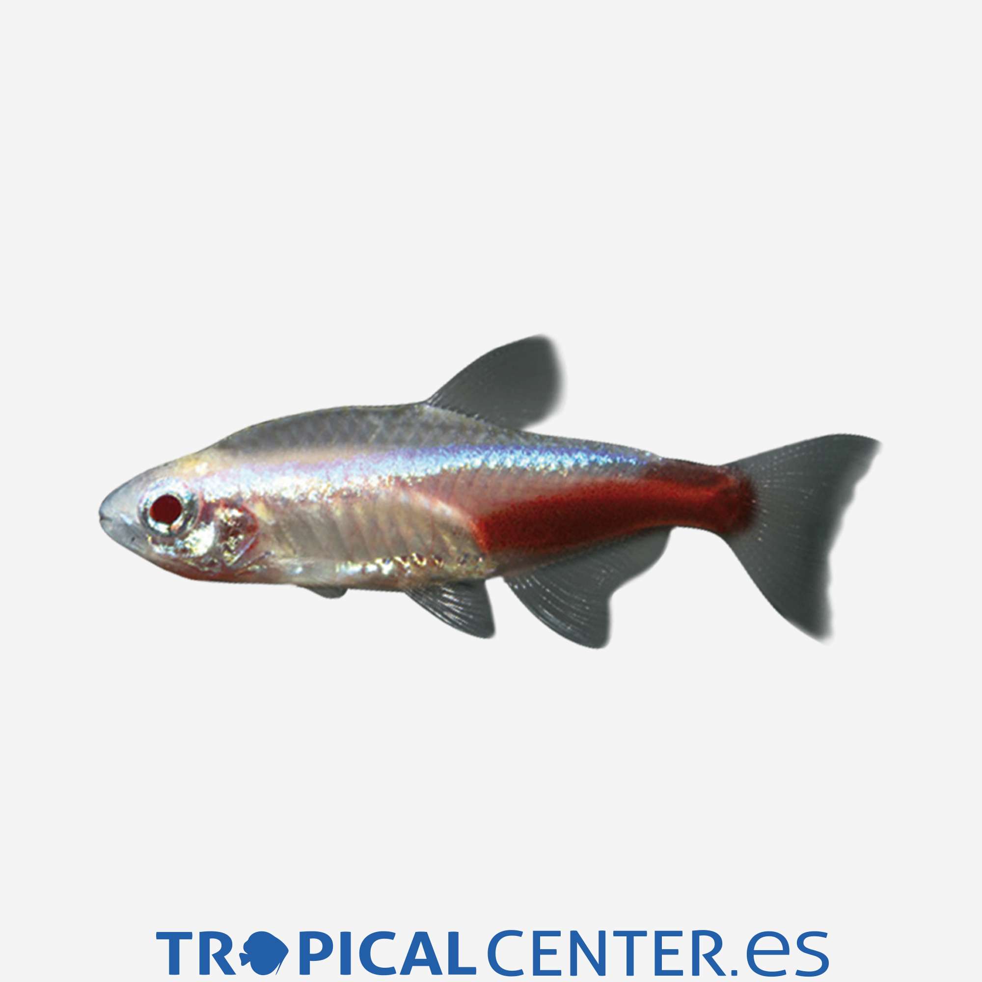 te102-3-neon-albino_general_5506.jpg te102-3-neon-albino_general_5506.jpg