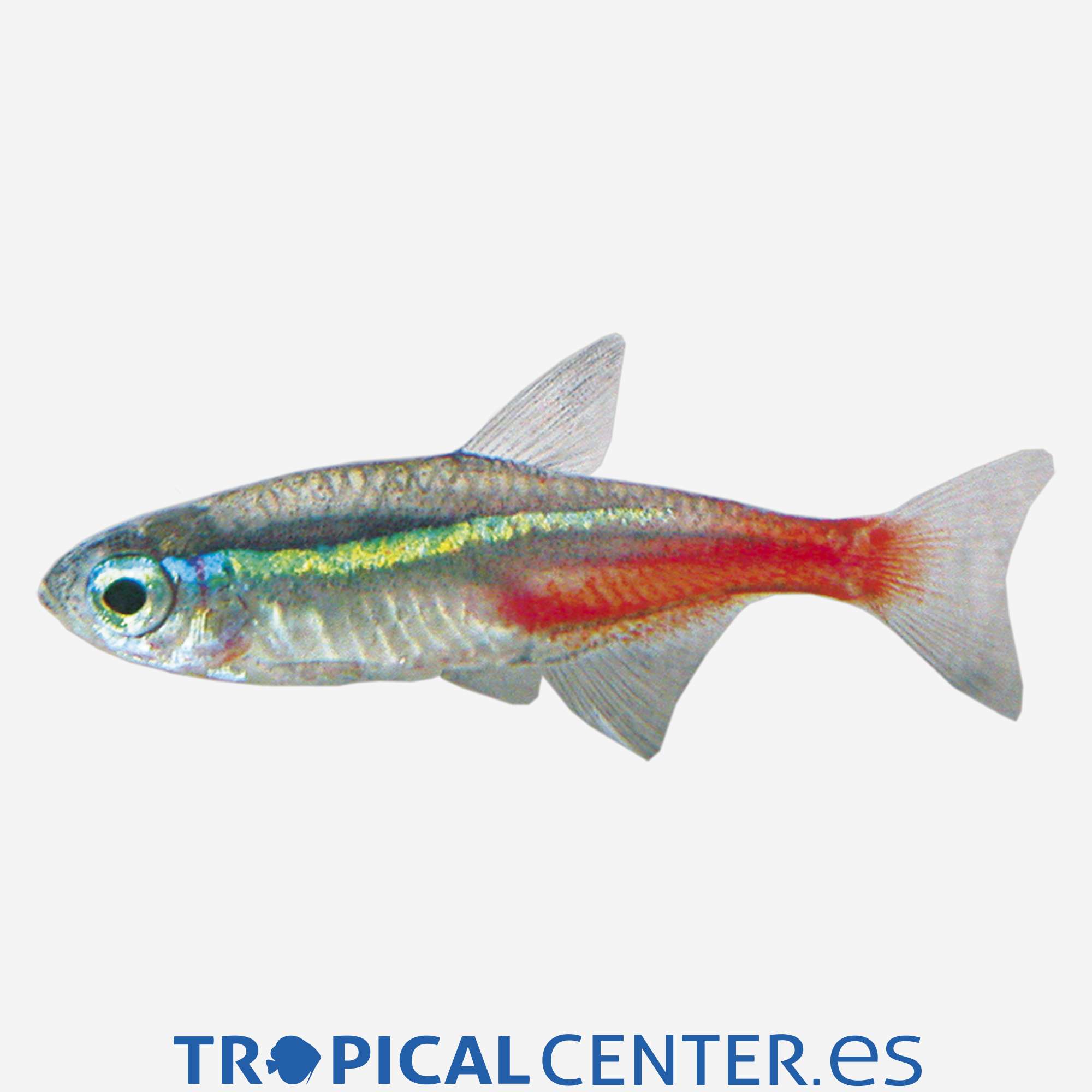 te13-4-neon_general_4184.jpg te13-4-neon_general_4184.jpg