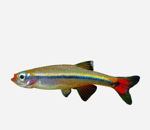 Neón chino 💎HQF💎