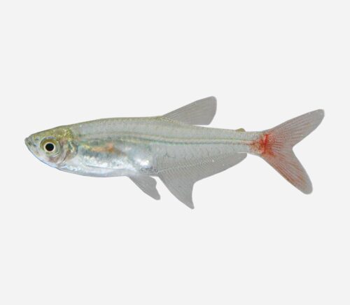 Tetra Cristal de Cola Roja