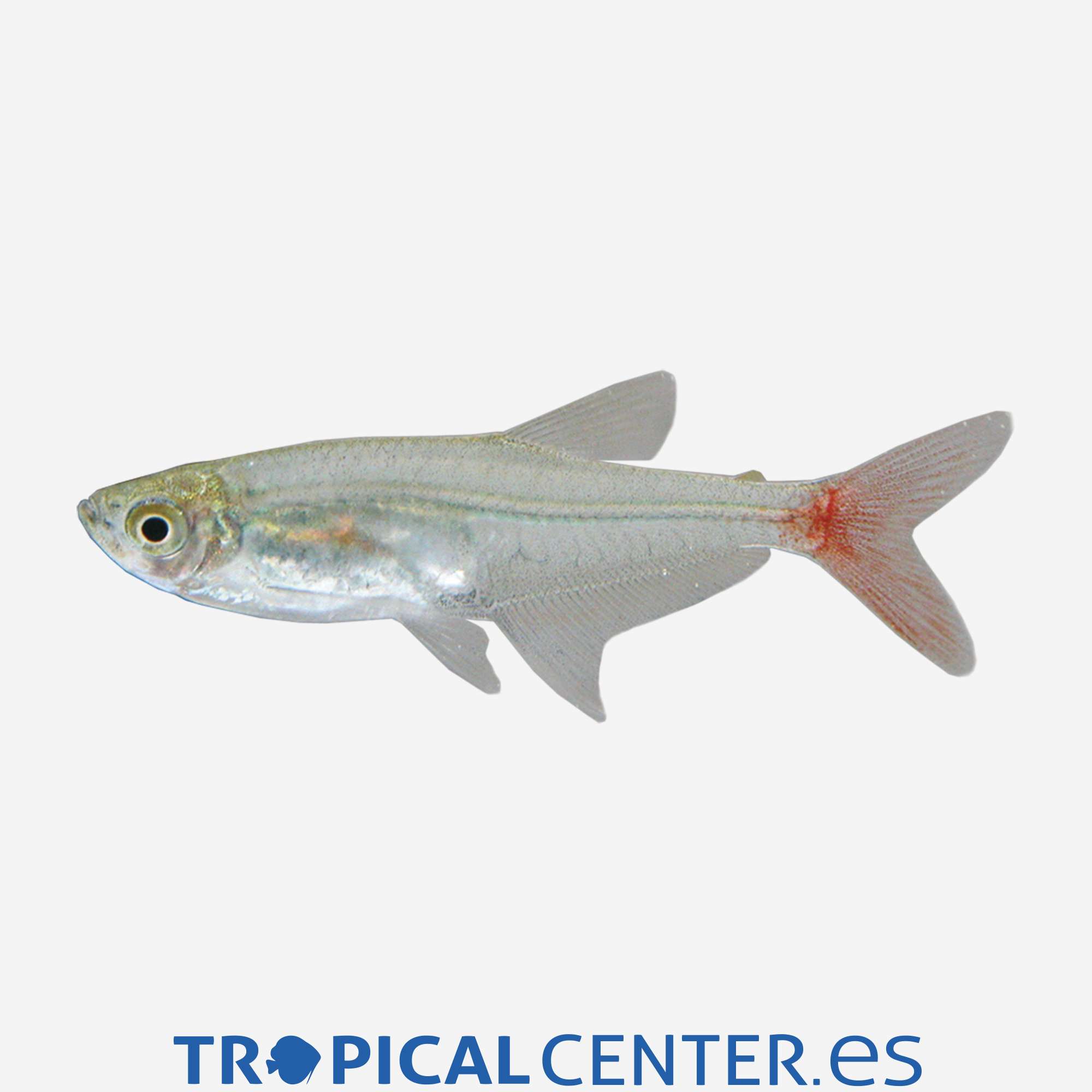 te51-2-tetra-cristal-de-cola-roja_general_3954.jpg te51-2-tetra-cristal-de-cola-roja_general_3954.jpg