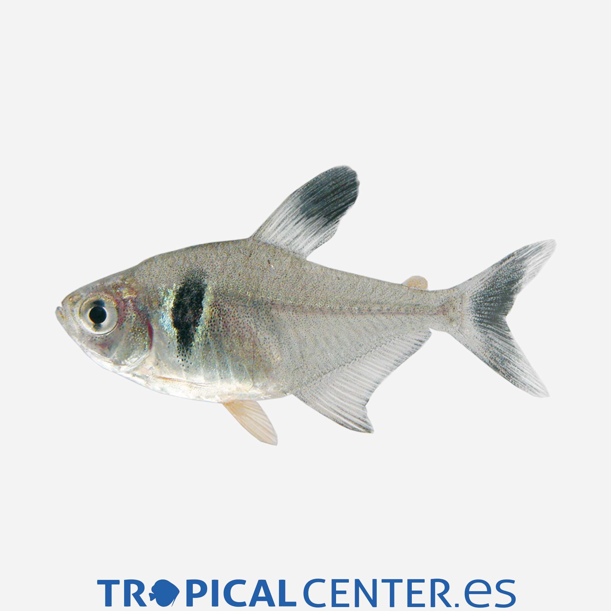 te61-4-tetra-fantasma-negro_general_3956.jpg te61-4-tetra-fantasma-negro_general_3956.jpg