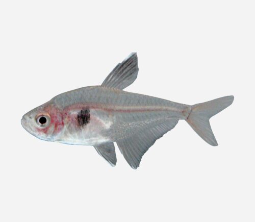 Tetra fantasma rojo