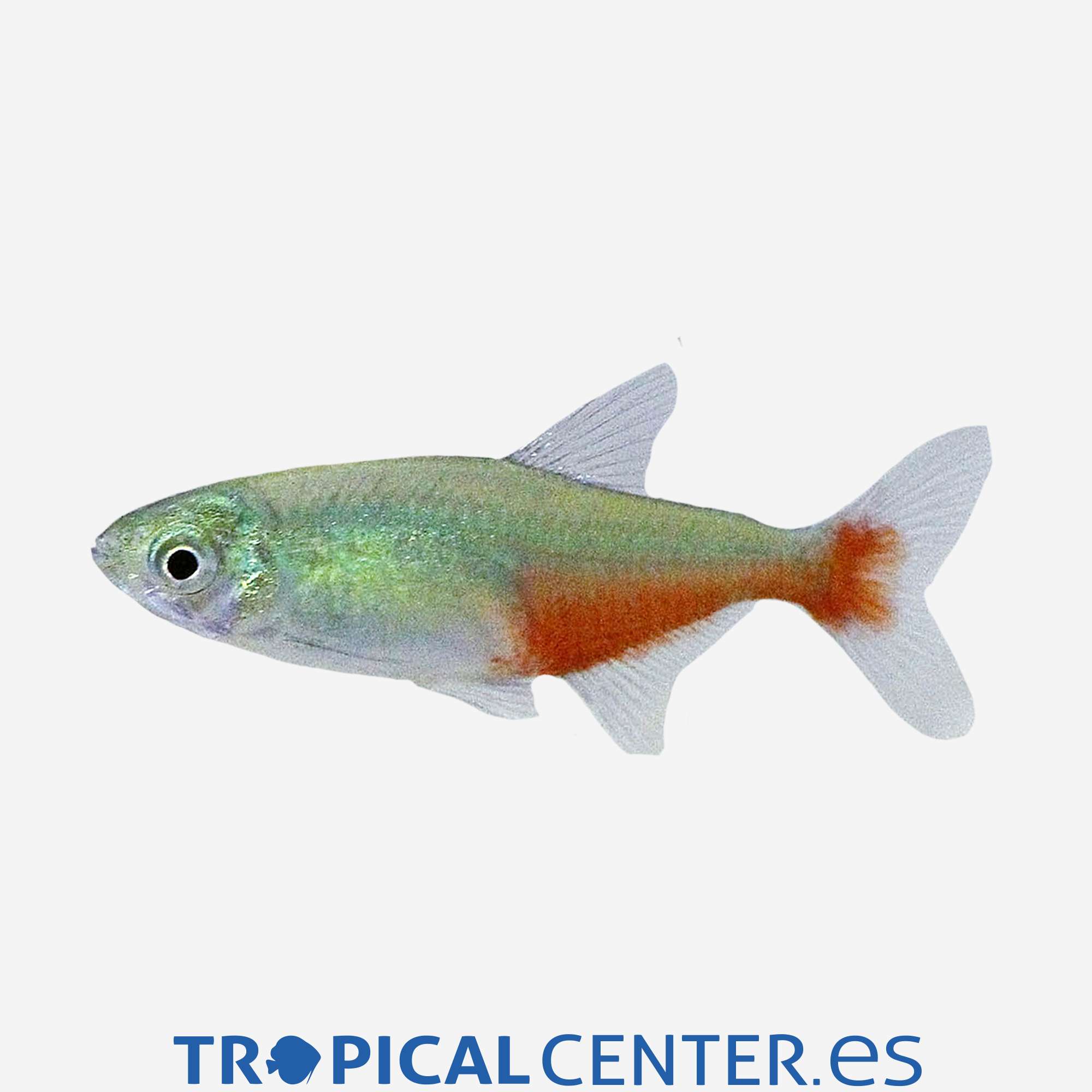 te74-1-tetra-rathbuni-red-fin_general_4190.jpg te74-1-tetra-rathbuni-red-fin_general_4190.jpg