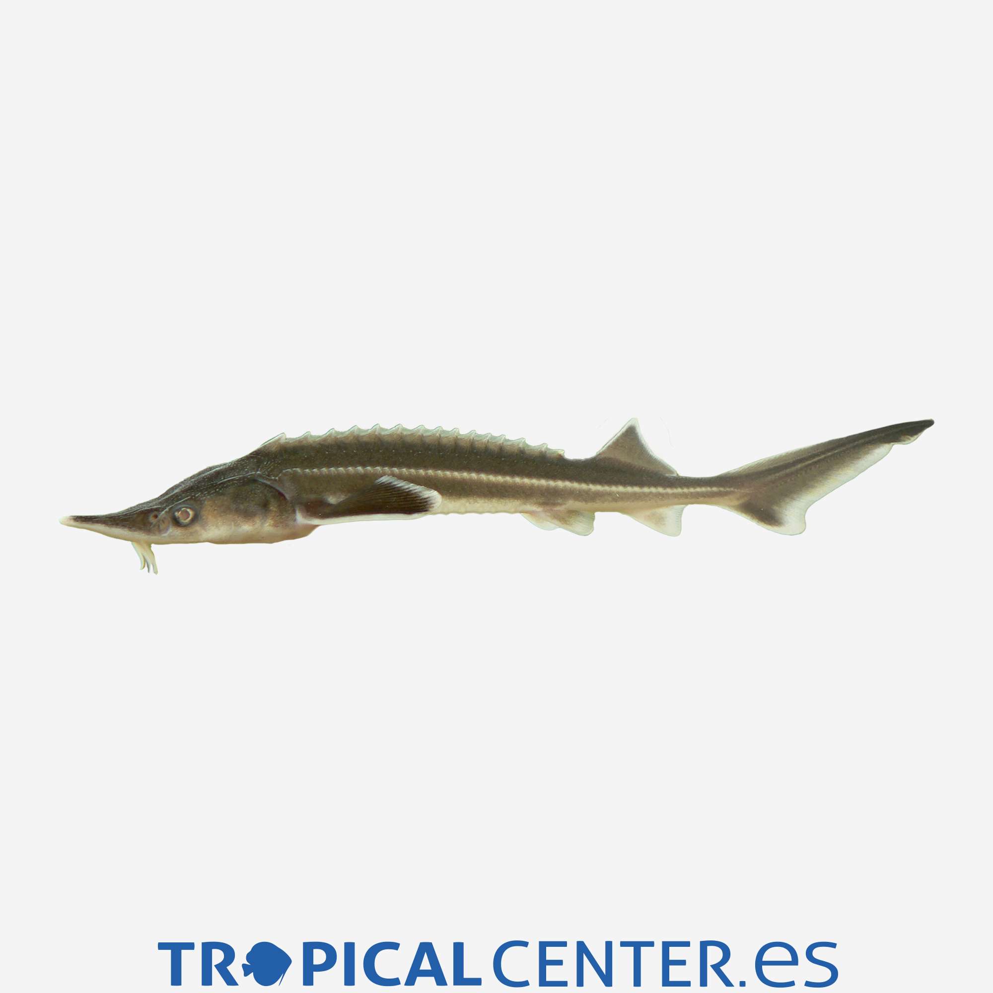 va10-6-esturion-enano-ue_general_3975.jpg va10-6-esturion-enano-ue_general_3975.jpg