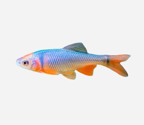 Cyprinella lutrensis Red shiner