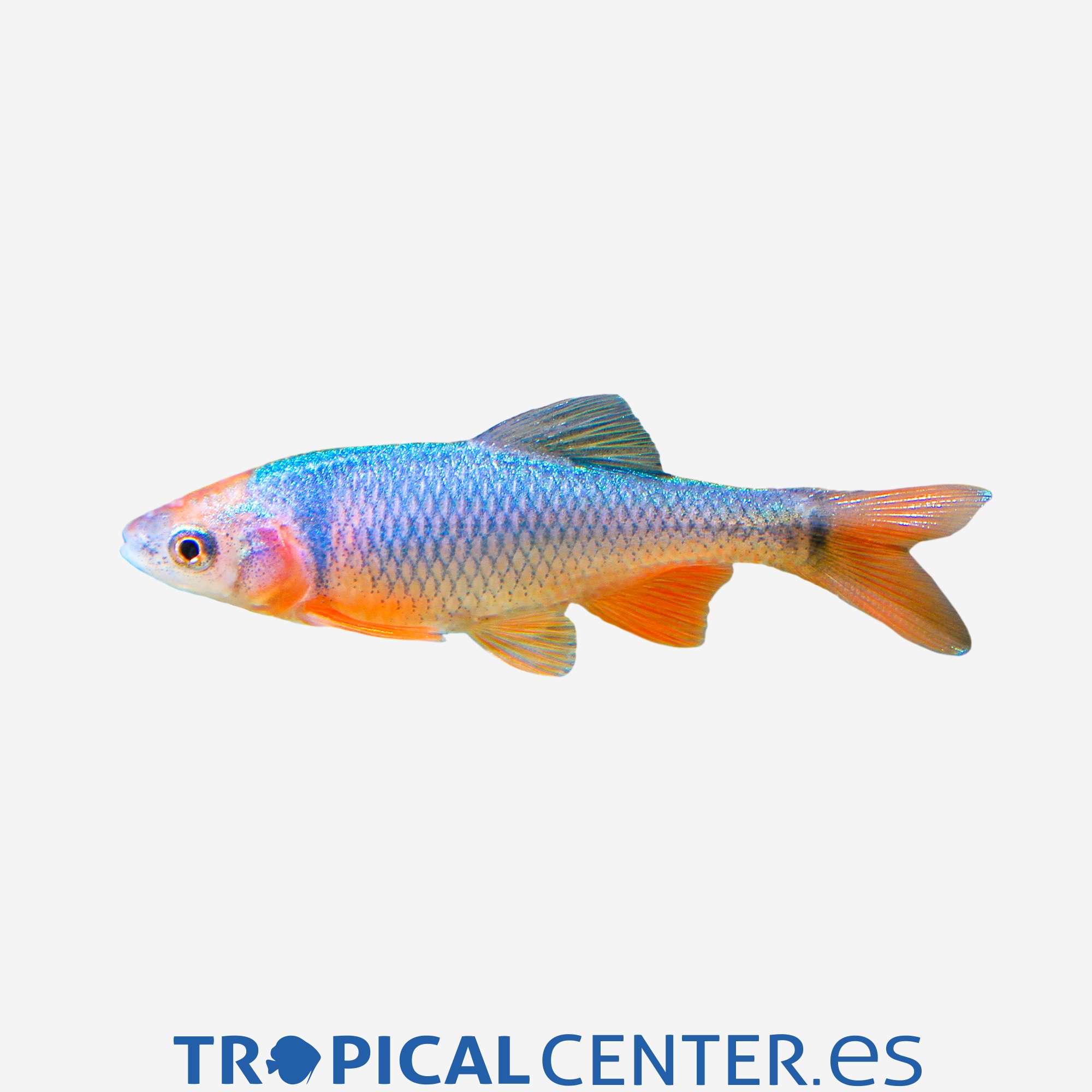 va16-2-cyprinella-lutrensis-red-shiner_general_5548.jpg va16-2-cyprinella-lutrensis-red-shiner_general_5548.jpg