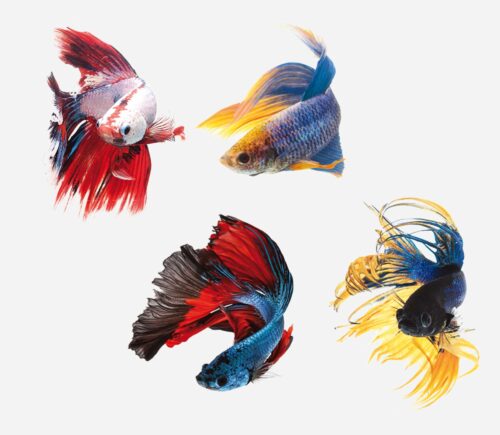 Betta Surtido 💎HQF💎 (macho)