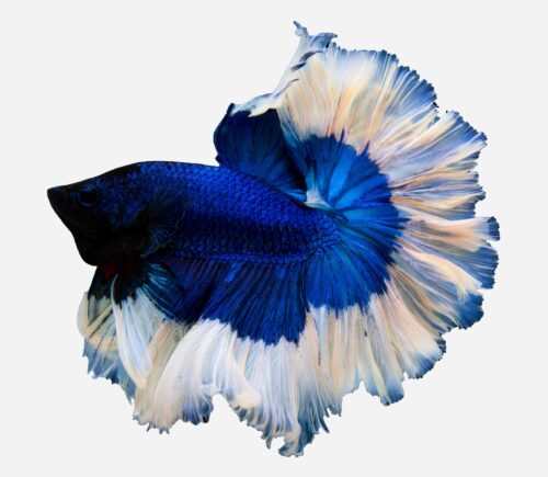 Betta Halfmoon Mariposa Azul (macho)