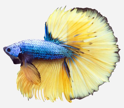 Betta Halfmoon Mustard (macho)
