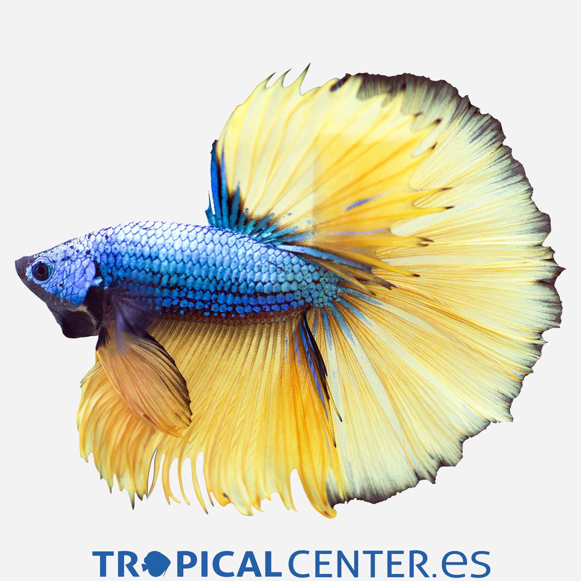 an291-0-betta-halfmoon-mustard-macho_general_5181.jpg an291-0-betta-halfmoon-mustard-macho_general_5181.jpg