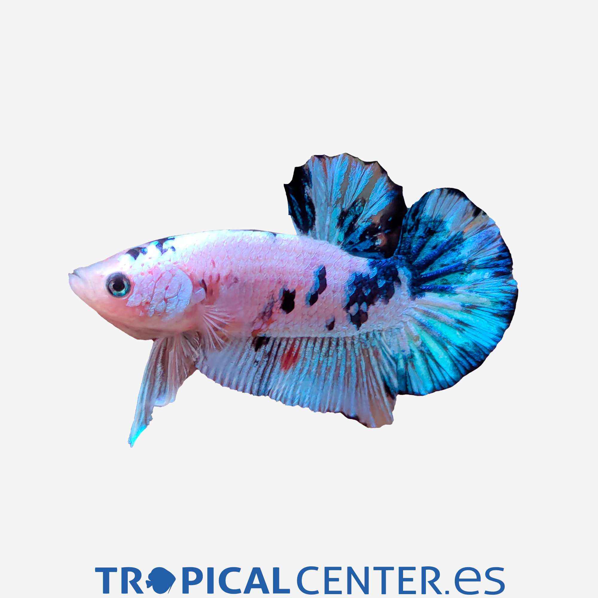 an380-0-betta-plakat-halfmoon-neon-marmol-macho_general_5063.jpg an380-0-betta-plakat-halfmoon-neon-marmol-macho_general_5063.jpg