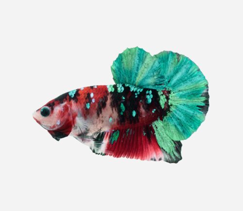 Betta Plakat halfmoon  Galaxy (macho)