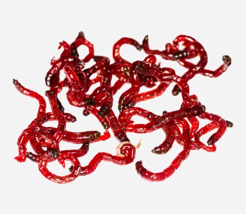 Bolsa larva roja de mosquito