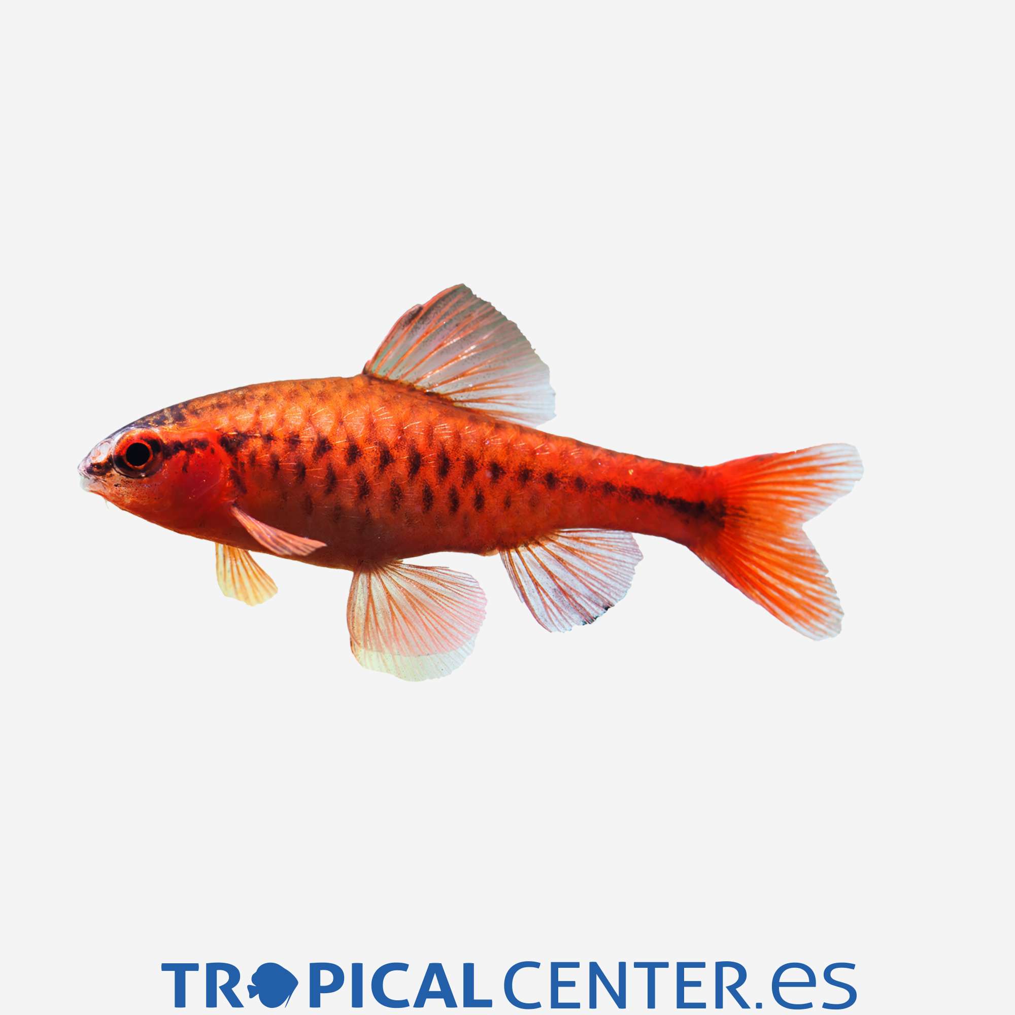 ba04-5-barbo-cereza-hqf_general_3345.jpg ba04-5-barbo-cereza-hqf_general_3345.jpg