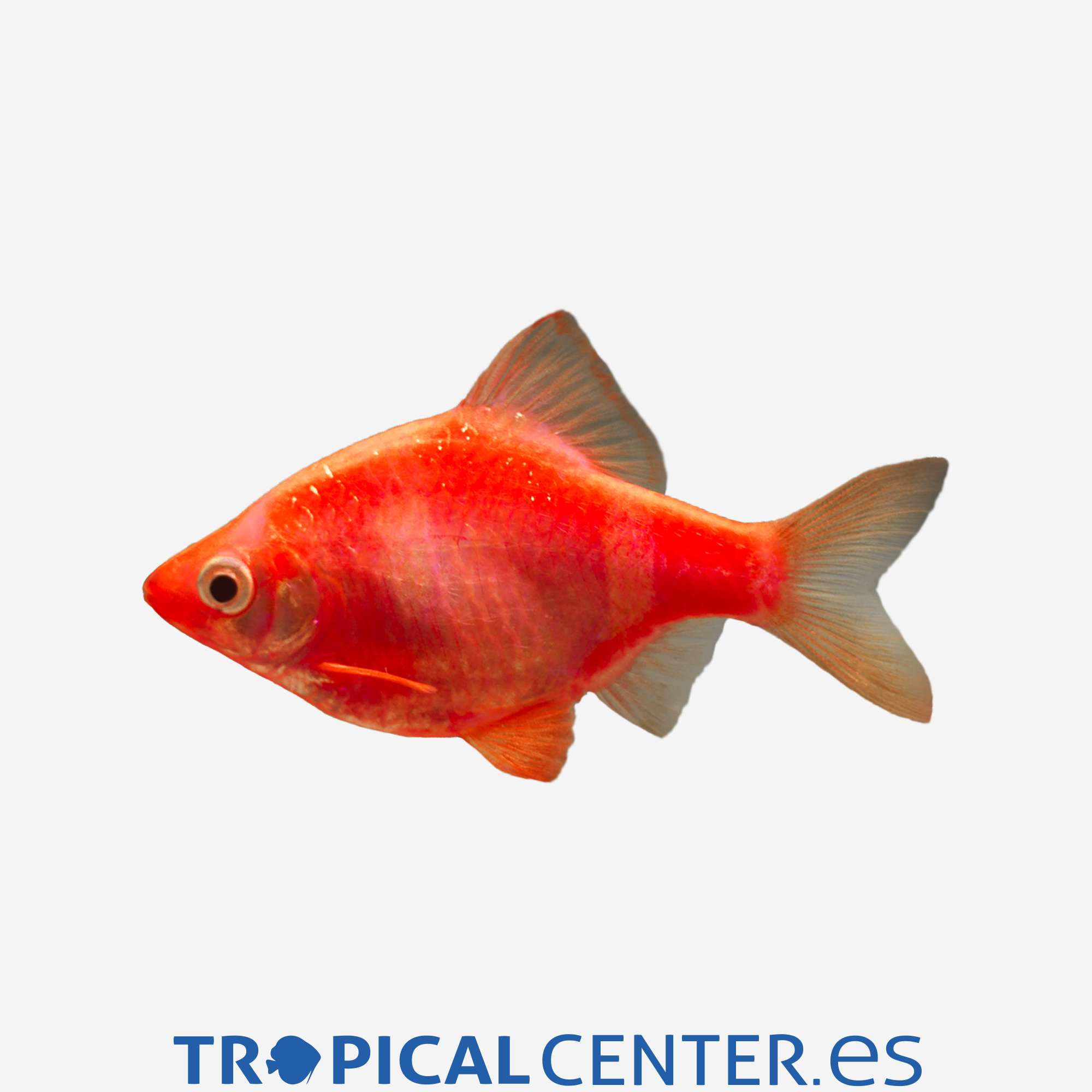 ba57-3-barbo-tetrazona-rojo_general_3355.jpg ba57-3-barbo-tetrazona-rojo_general_3355.jpg