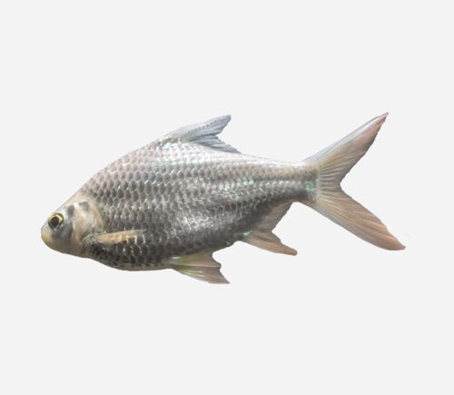 Barbo Tinfoil Albino