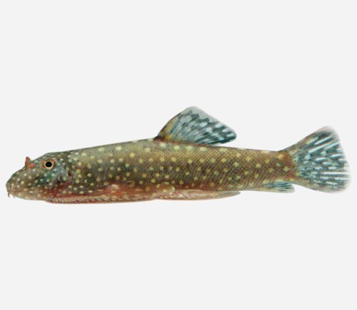 Chupa algas de Borneo