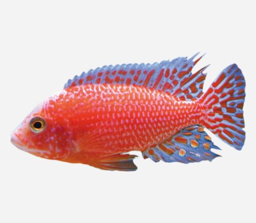 Aulonocara Strawberry Red