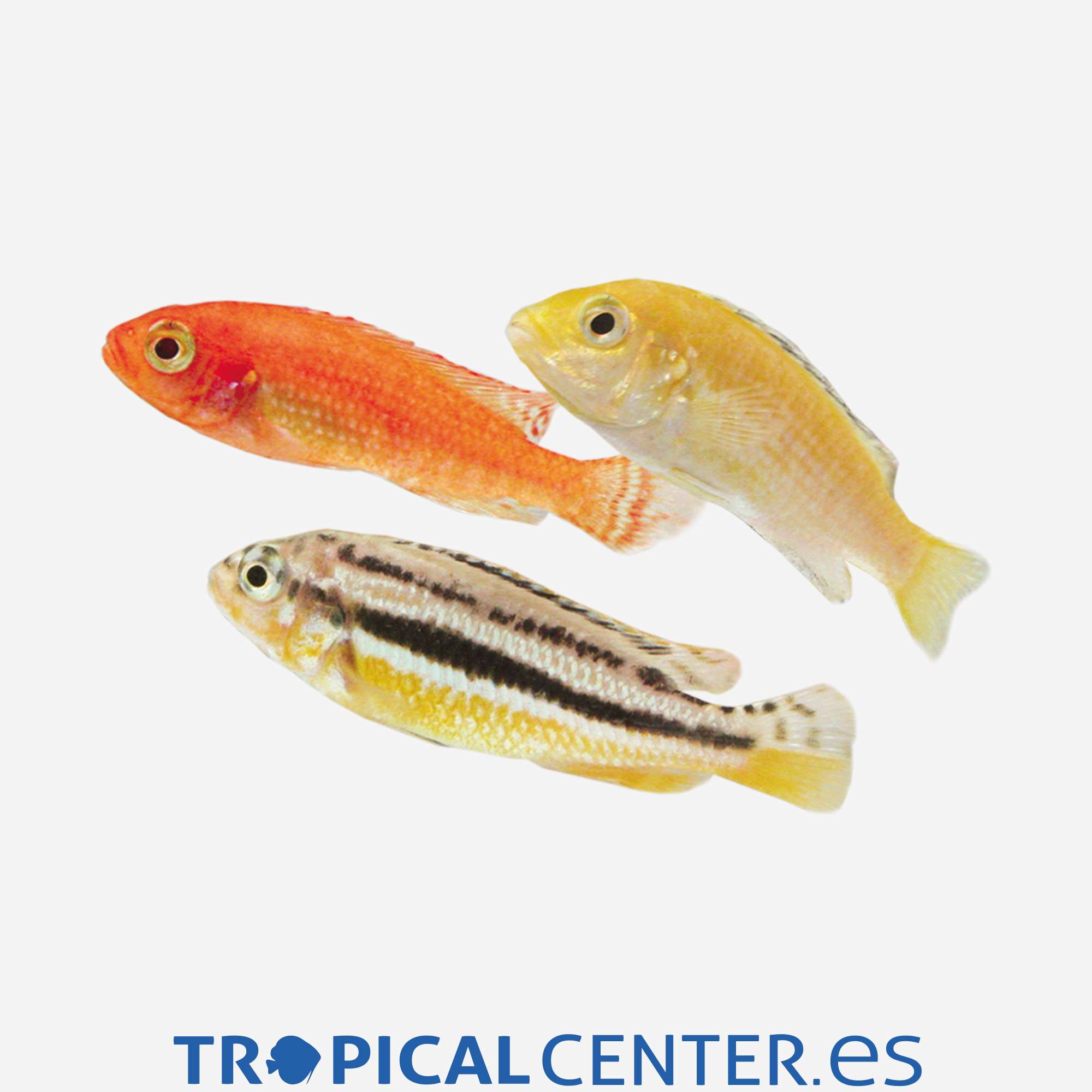 ca18-02-mbuna-surtido_general_4007.jpg ca18-02-mbuna-surtido_general_4007.jpg