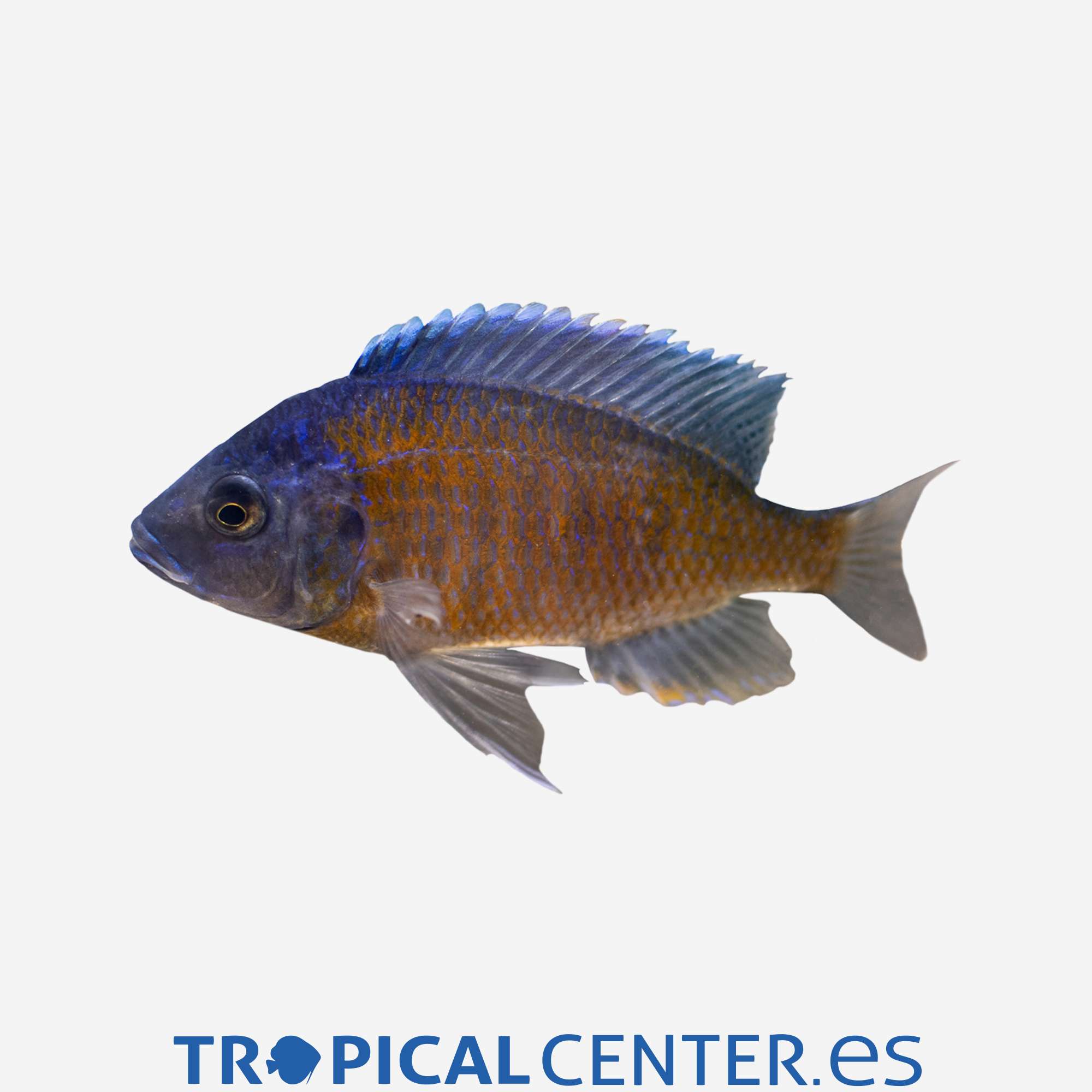 ca47-02-haplochromis-borleyi-cola-roja_general_3396.jpg ca47-02-haplochromis-borleyi-cola-roja_general_3396.jpg