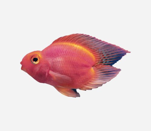 Cíclido loro Púrpura