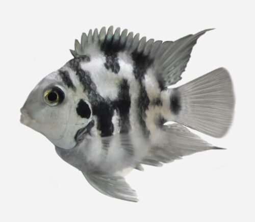 Cíclido loro Tigre azul