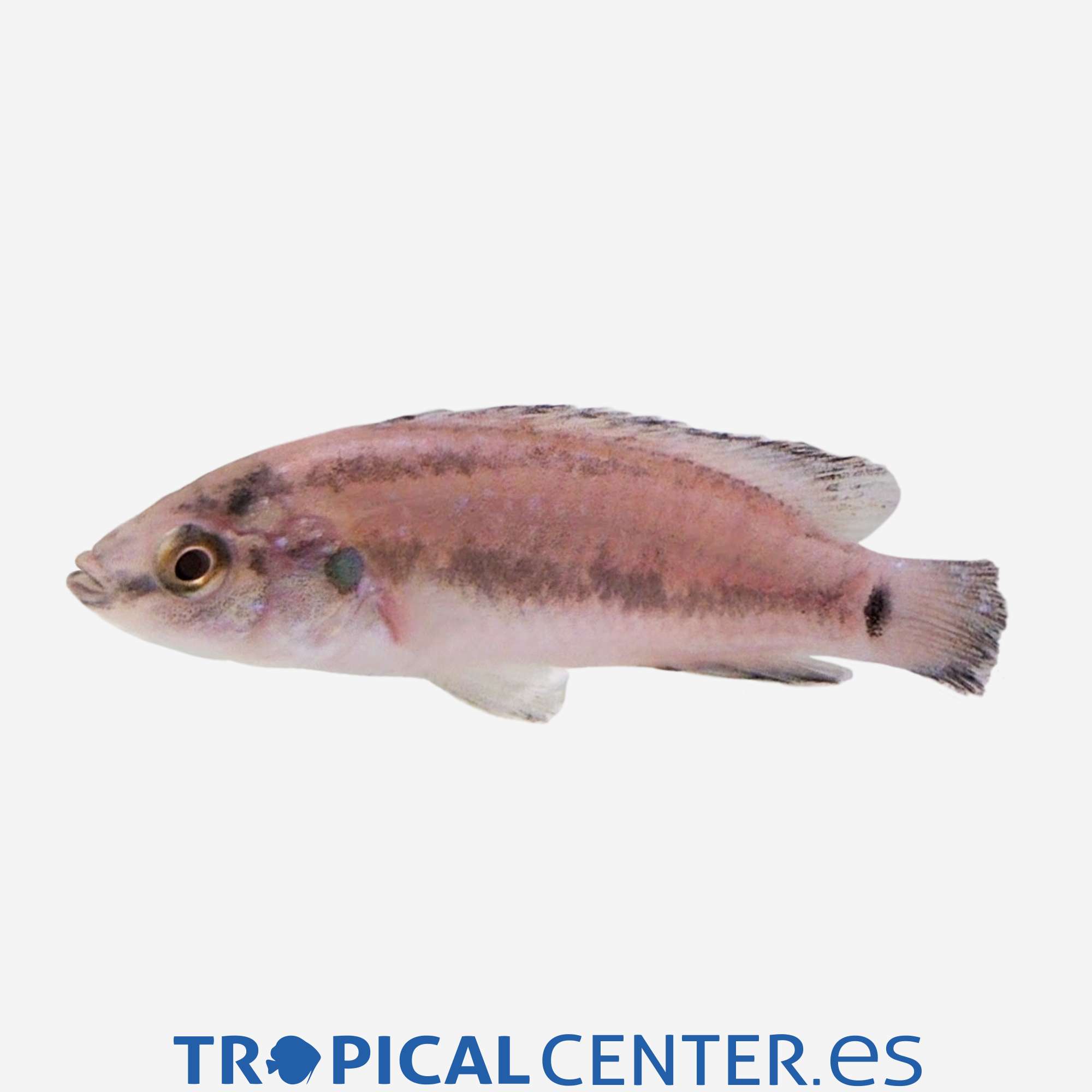 cm154-2-hemichromis-exsul_general_5605.jpg