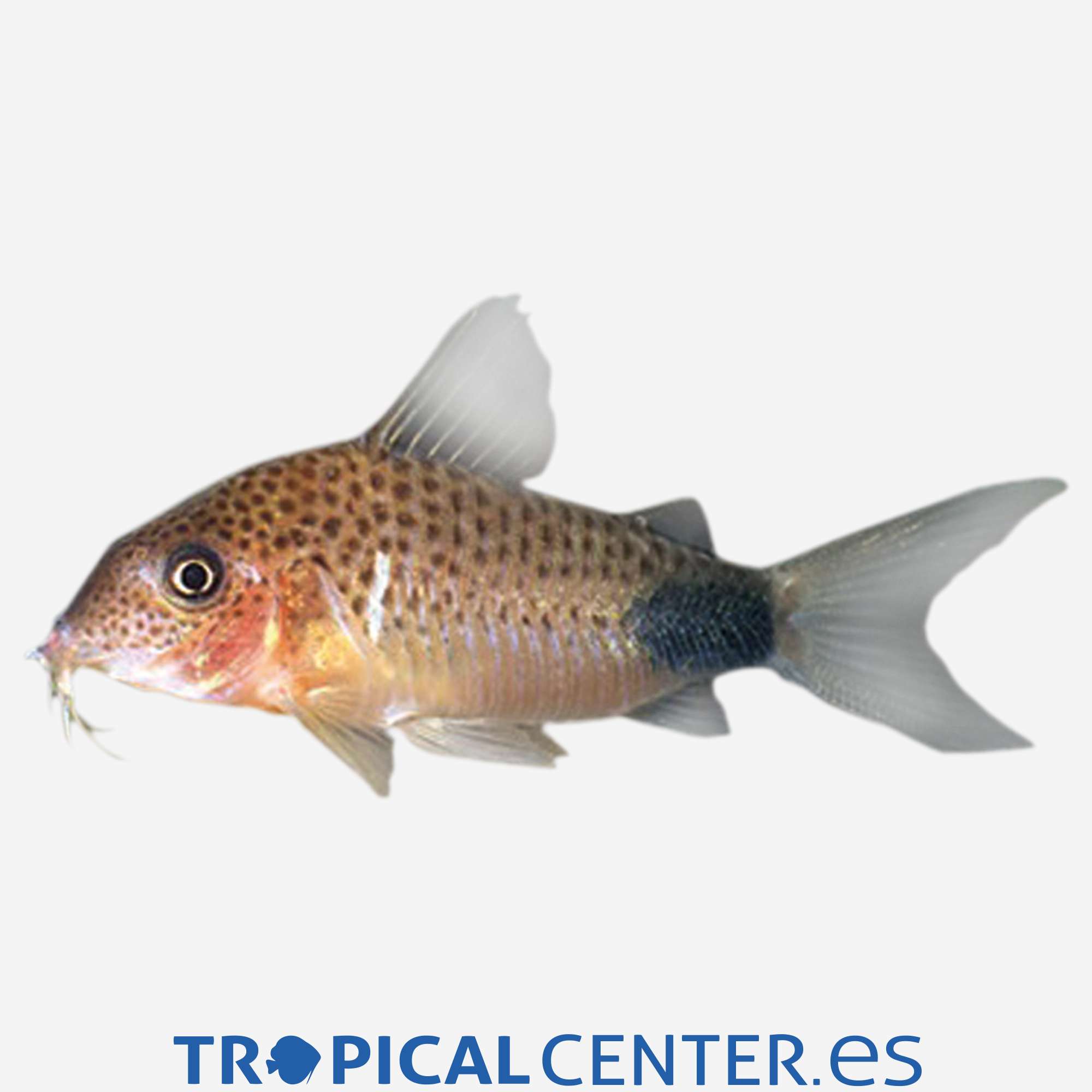 co27-1-coridora-similis_general_4551.jpg co27-1-coridora-similis_general_4551.jpg